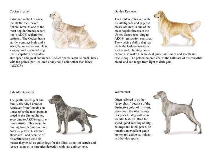 20 Pets Merit Badge Worksheet