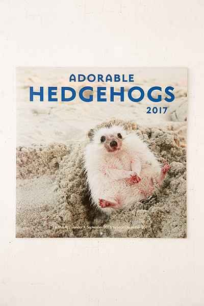 2017 Adorable Hedgehogs Wall Calendar Wall Calendar Hedgehog Adorable