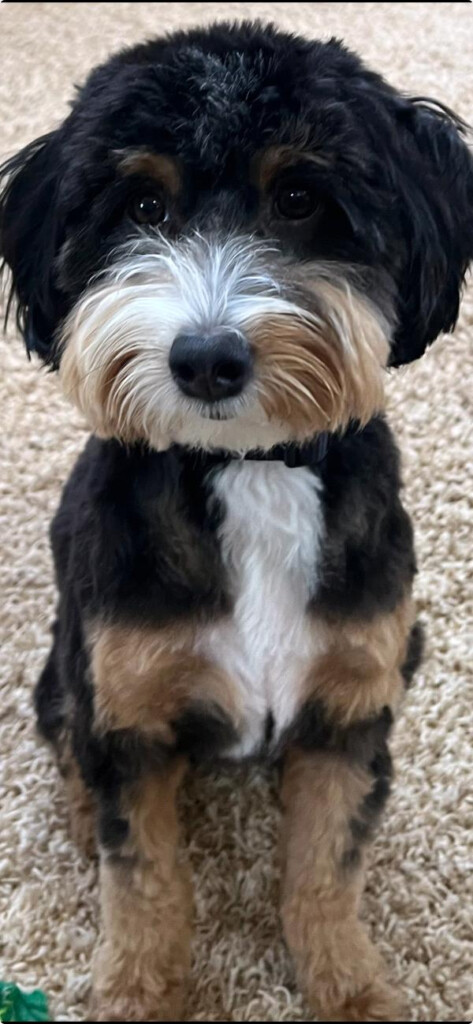 2025 Albuquerque Journal Pet Contest 360 Photo Contest