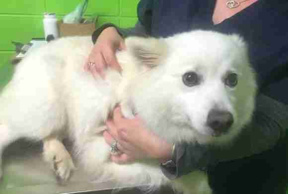 About Us Beaumont Pets Alive