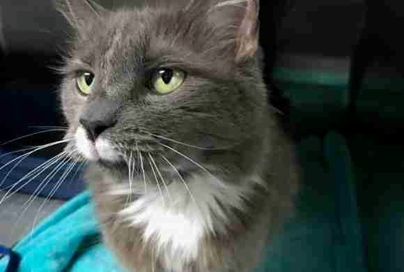 About Us Beaumont Pets Alive
