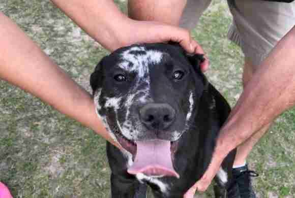 About Us Beaumont Pets Alive