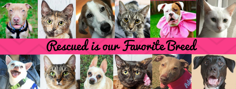 About Us Good Karma Pet Rescue 2018 Calendar Photo Contest