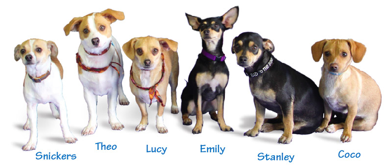 About Us The Lucy Pet Foundation