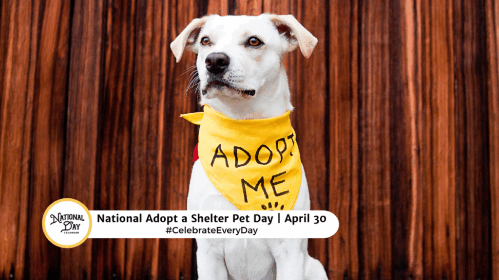 Adopt A Shelter Pet Day 2025 Zitkala Sky