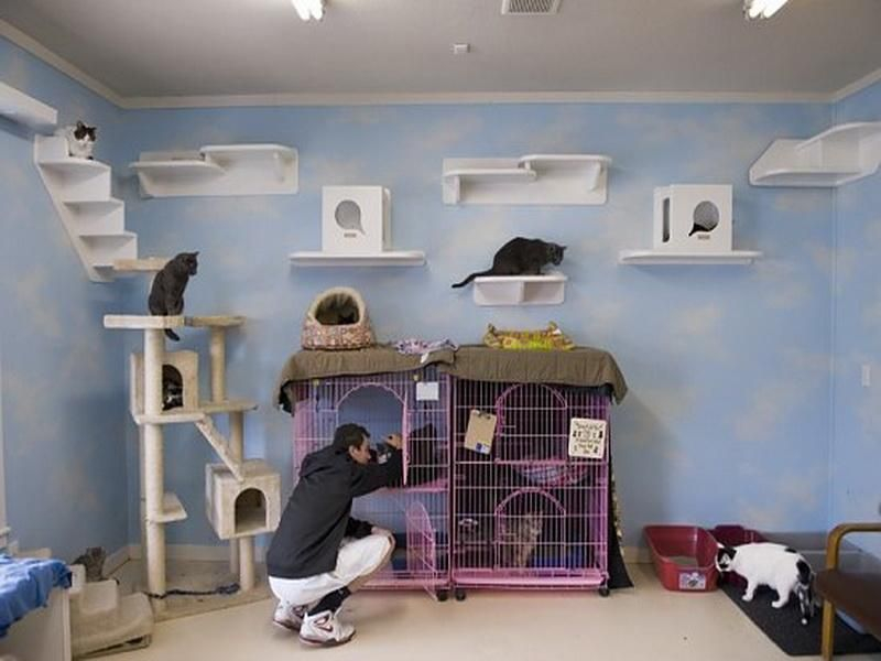 All Pets Club Branford Pets Animals US