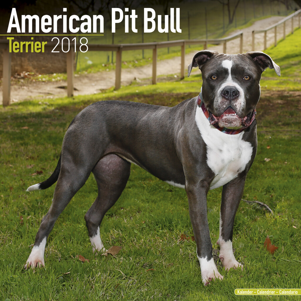 American Pit Bull Terrier Calendar 2018 Pet Prints Inc 