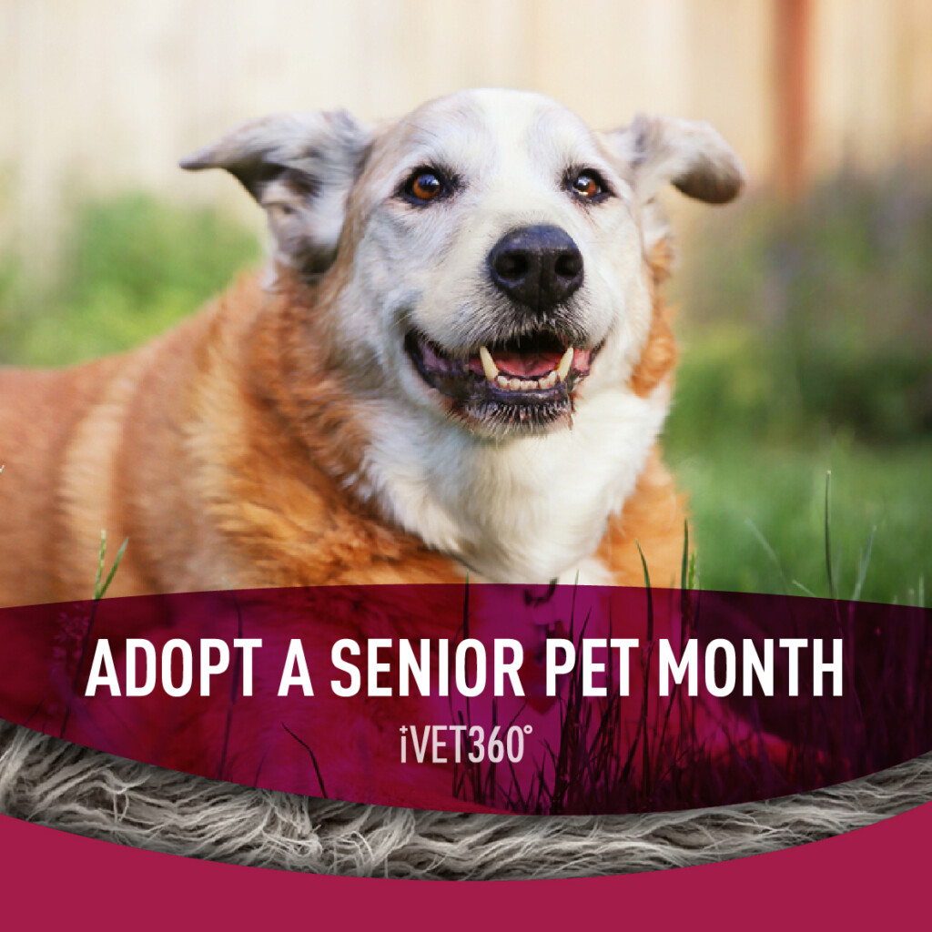 ASPCA s Adopt A Senior Pet Month IVET360 Social Calendar