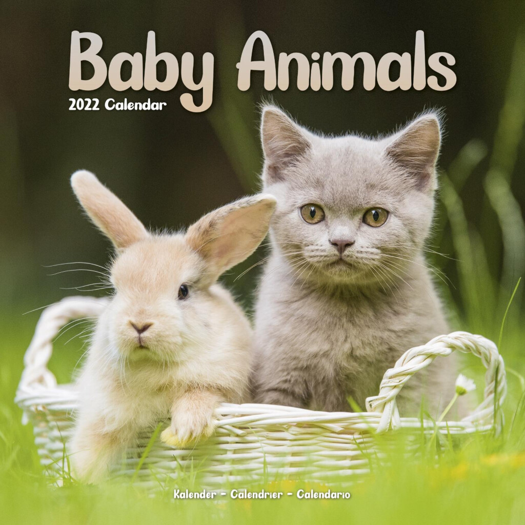 Baby Animals Calendar Animal Calendars Pet Prints Inc