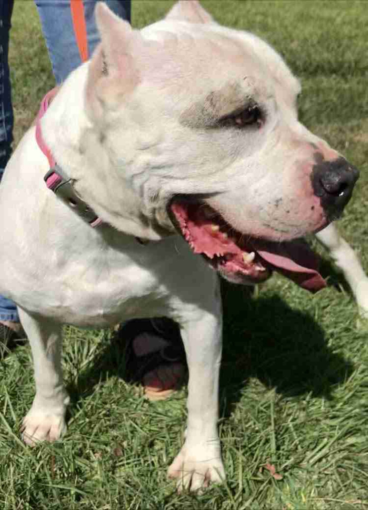 Beaumont Pets Alive Since 2018 Beaumont Pets Alive Has Been Working 