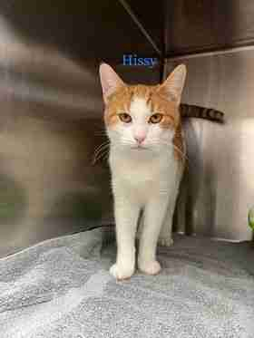 Beaumont Pets Alive Since 2018 Beaumont Pets Alive Has Been Working 