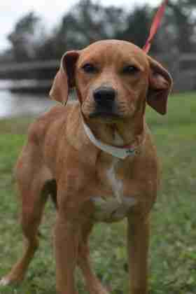 Beaumont Pets Alive Since 2018 Beaumont Pets Alive Has Been Working 