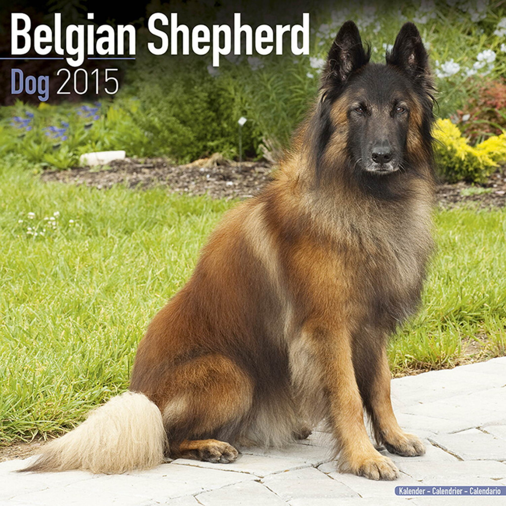 Belgian Shepherd Dog Calendar 2015 10112 15 Dog Breeds