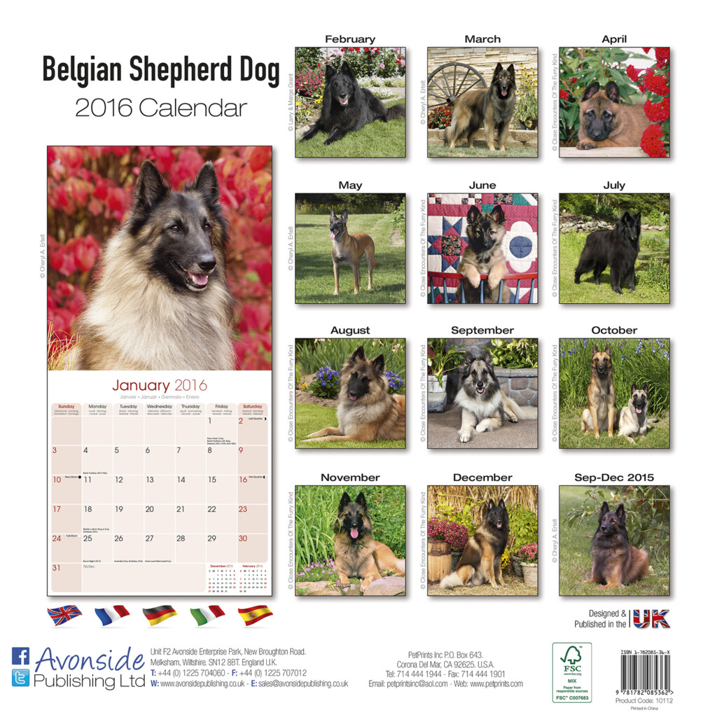 Belgian Shepherd Dog Calendar 2016 Pet Prints Inc 