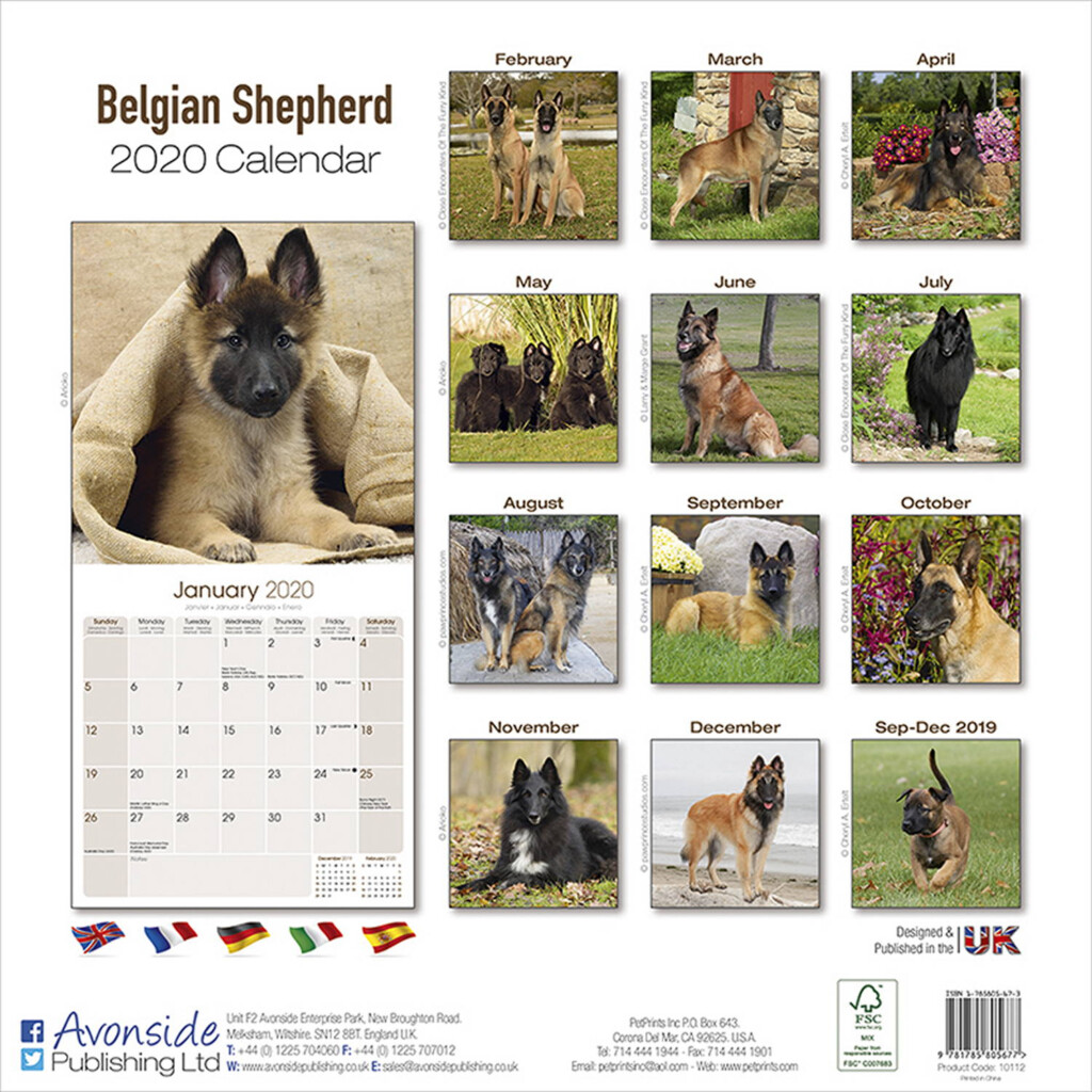 Belgian Shepherd Dog Calendar 2020 Pet Prints Inc 