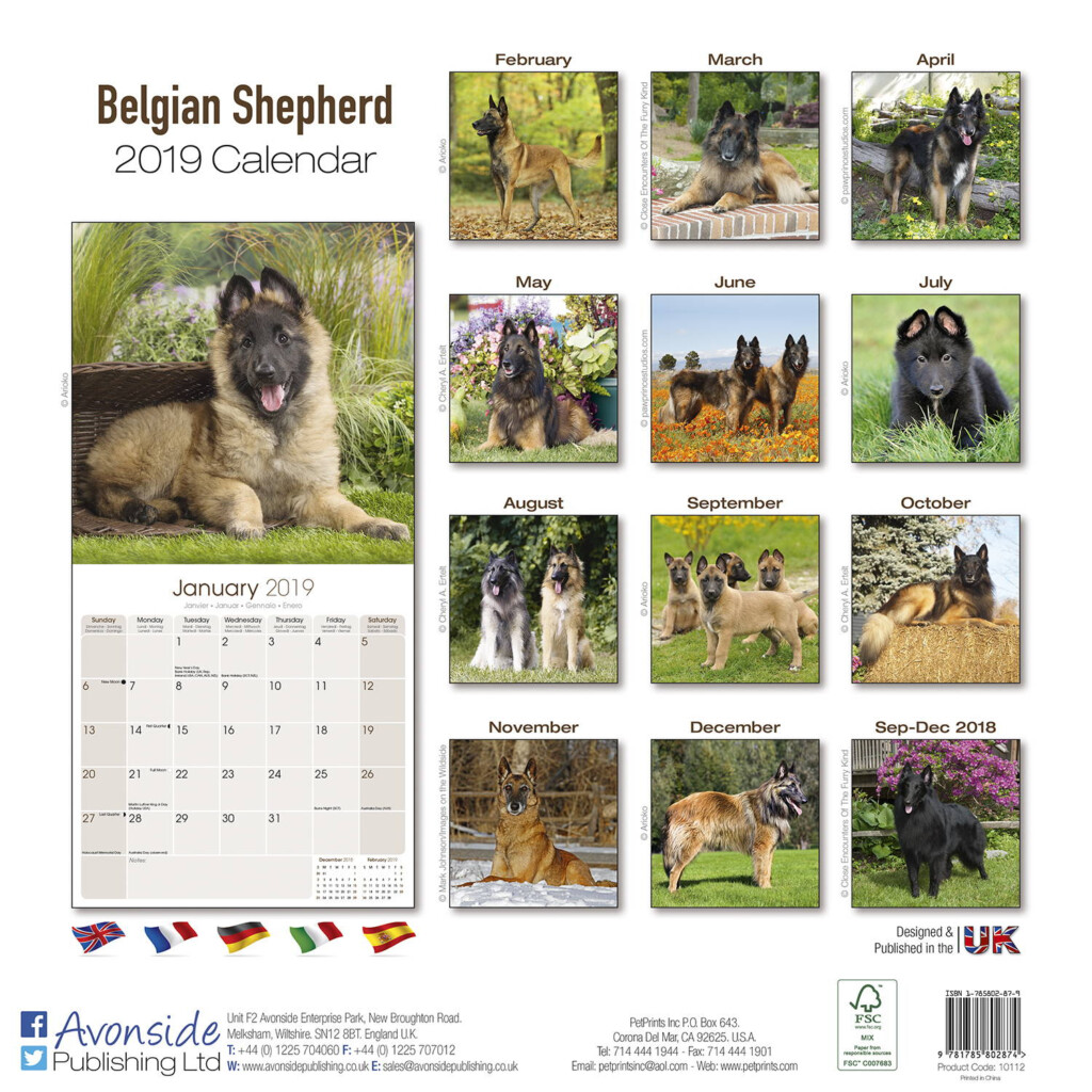 Belgian Shepherd Dog Calendar Dog Breed Calendars MegaCalendars