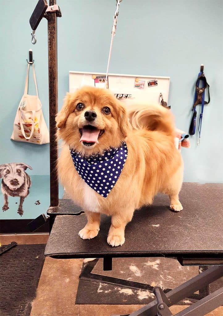 Bend pet express dog grooming Bend Magazine