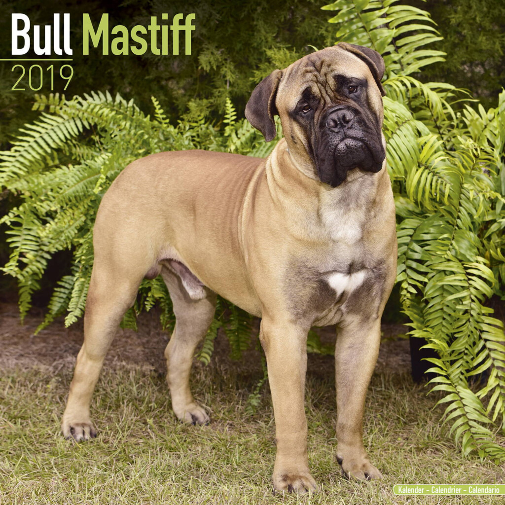 Bull Mastiff Calendar Dog Breed Calendars MegaCalendars