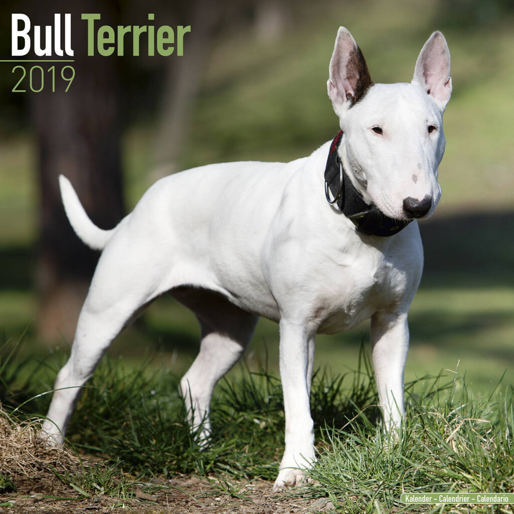 Bull Terrier Calendar Dog Breed Calendars MegaCalendars