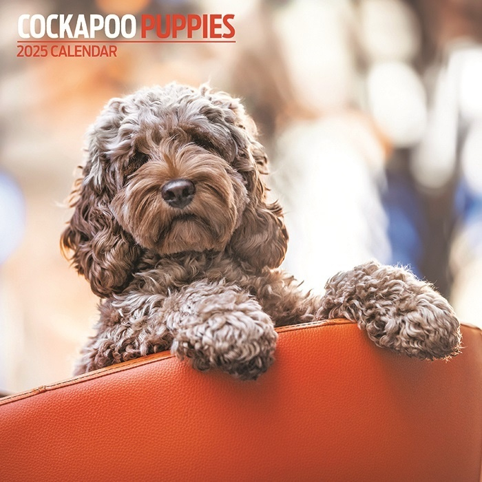 Buy Cockapoo Calendar 2025 Order Easily Online Shopcalendars