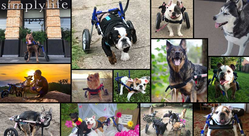 Calendar Contest Features Dogs In Walkin 39 Wheels Walkin 39 Pets