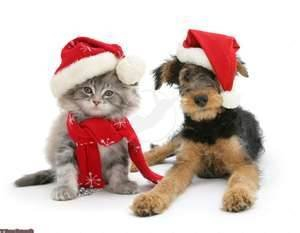 Christmas Holiday Bookings Grand Haven Pet Resort