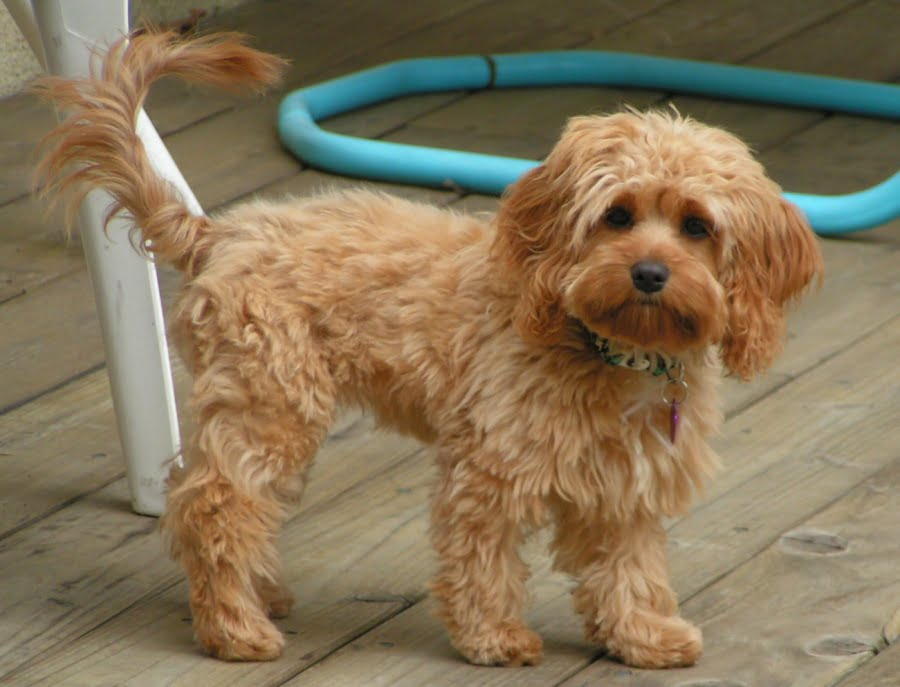 Cockapoo Breeders Puppies And Breed Information Dogs Australia