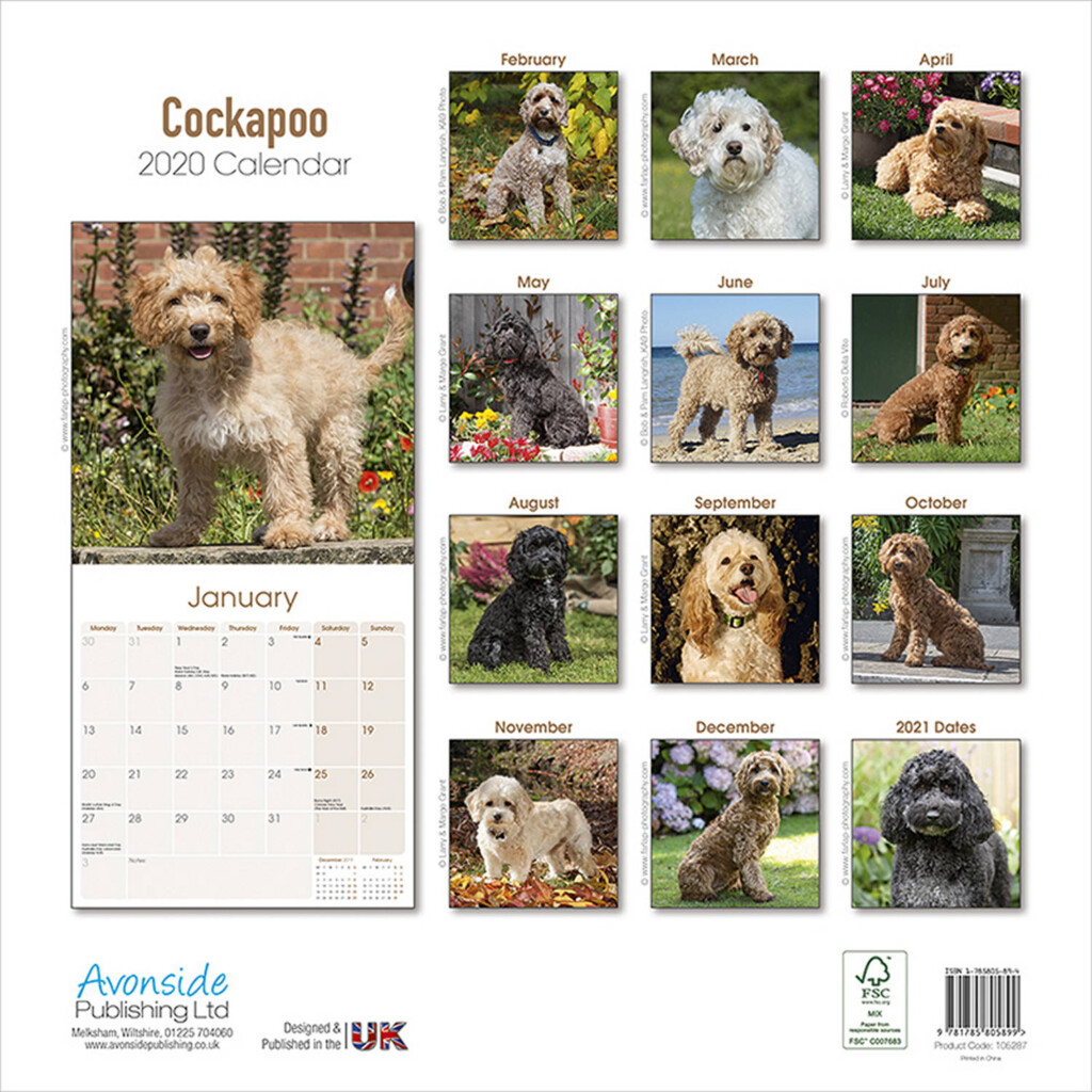 Cockapoo Calendar 2020 Pet Prints Inc 