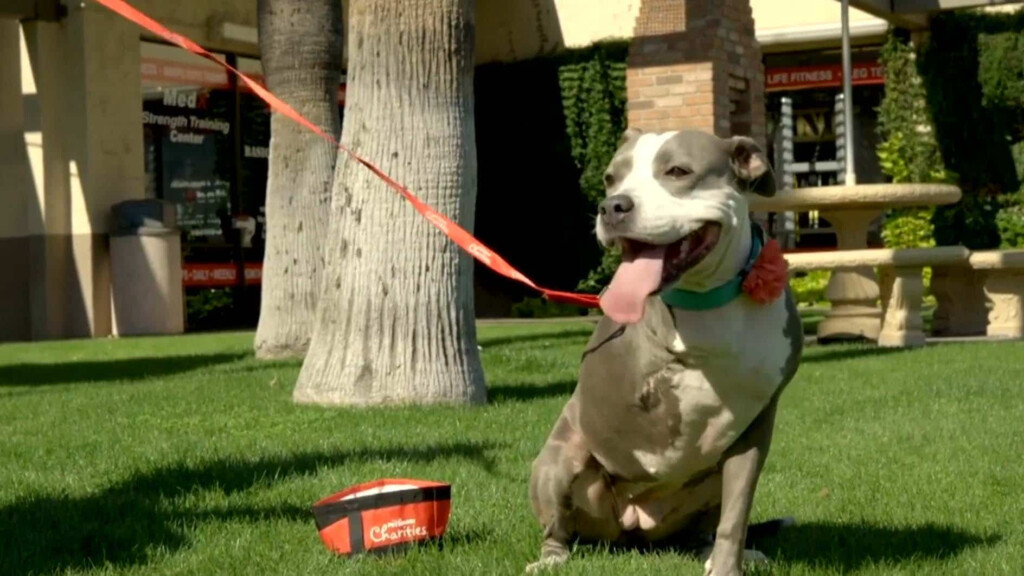 Coffee With America Petsmart Pet Adoption With Amanda Landis Hanna 