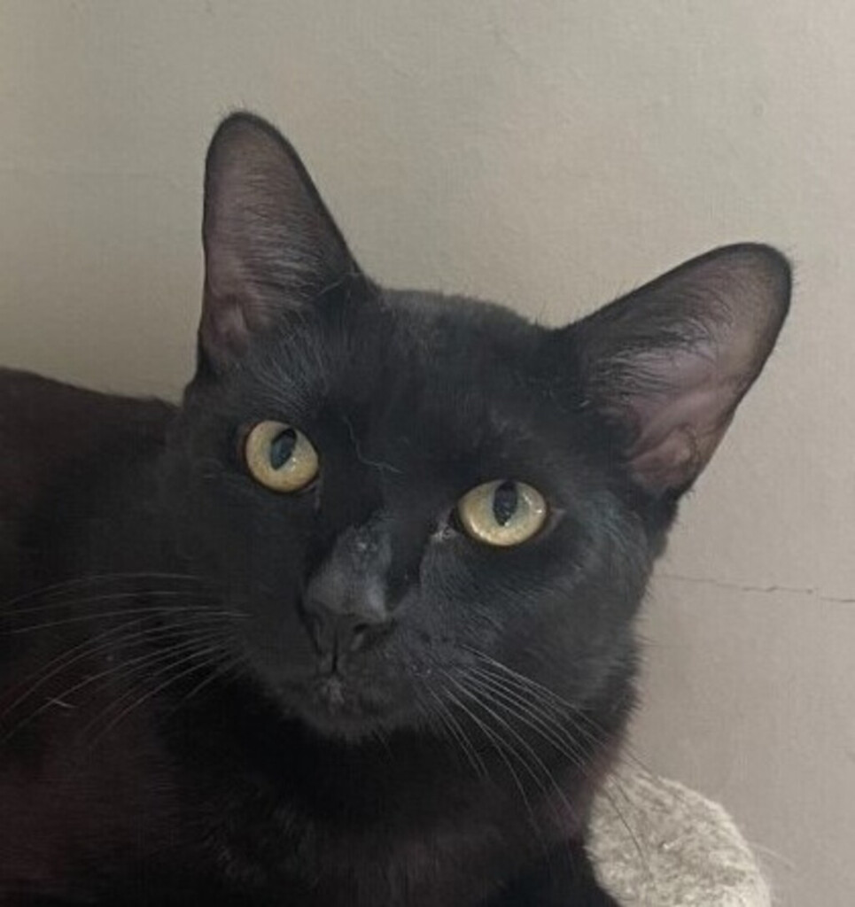 Dj Hunk Male Domestic Short Hair Mix Cat In QLD PetRescue