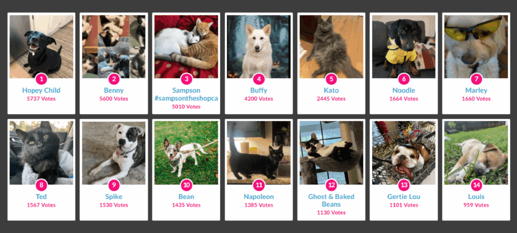 Dog Calendar Contest 2025 Winners Zayn Wood