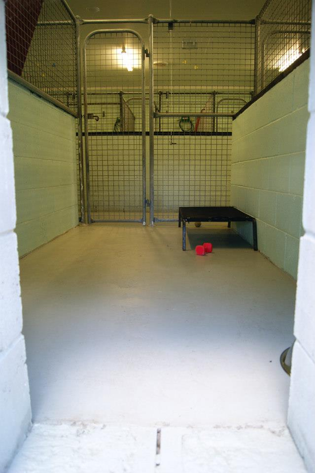 Dogs Cats Grand Haven Pet Resort Boarding Brisbane Region