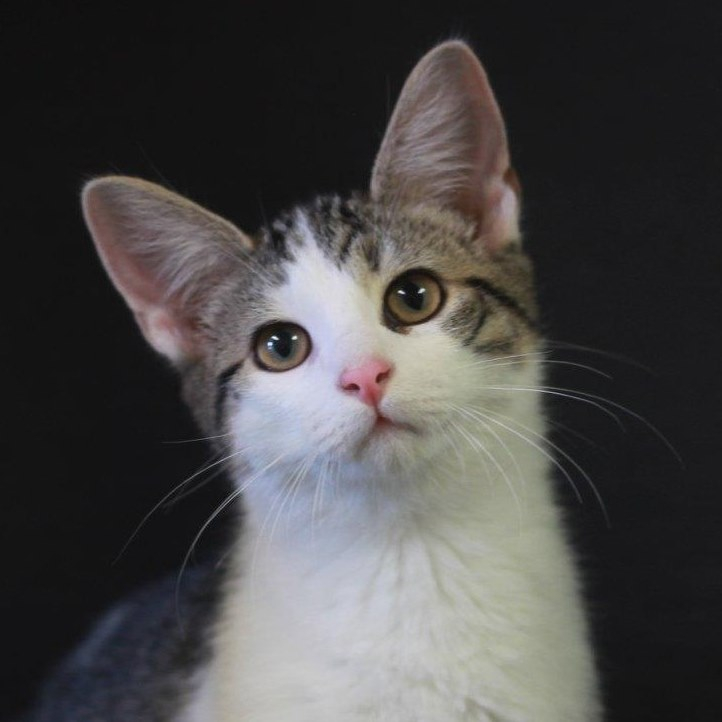 Dubois County Humane Society Home