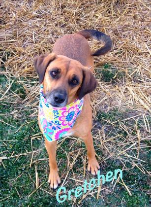 Dubois County Humane Society Pet Of The Week Dubois County Free Press 