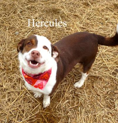 Dubois County Humane Society Pet Of The Week Dubois County Free Press 