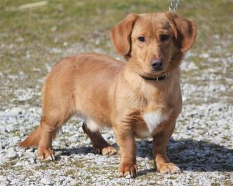 Dubois County Humane Society Pet Of The Week Dubois County Free Press 