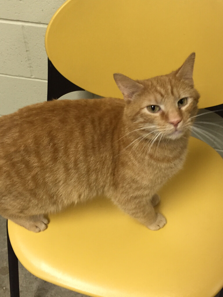 Dubois County Humane Society Pet Of The Week Dubois County Free Press 