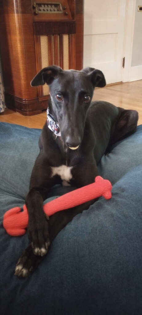Figaro Greyhound Pet Adoption Northwest