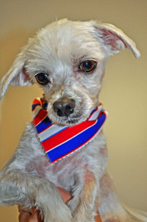 Find Low Cost Pet Vaccination Clinics Near You Murrieta CA Patch