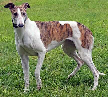 Foundation Award To Greyhound Pet Adoption Northwest