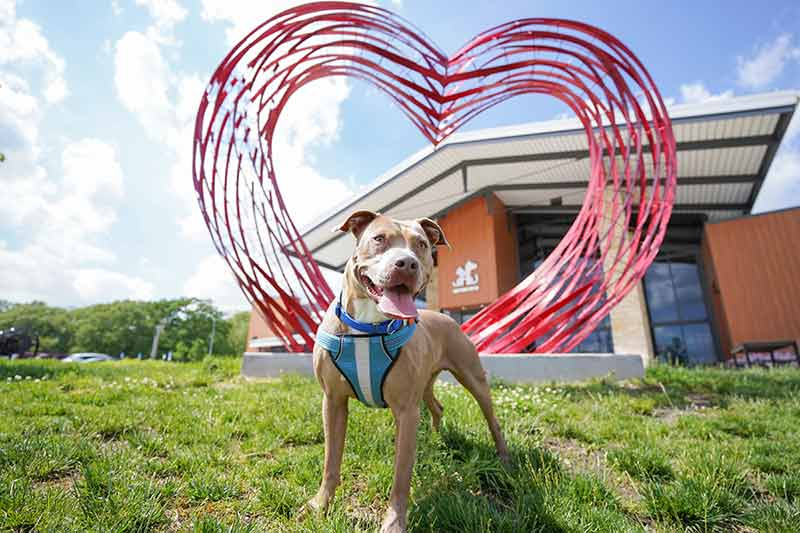 Home KC Pet Project
