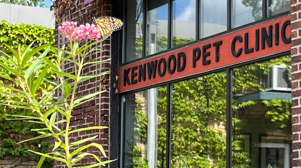 HOME Kenwood Pet Clinic