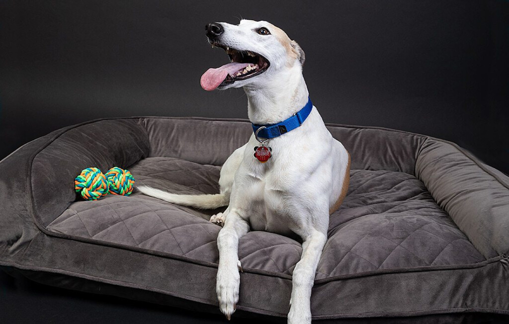 How To Adopt A Greyhound In Springfield MO