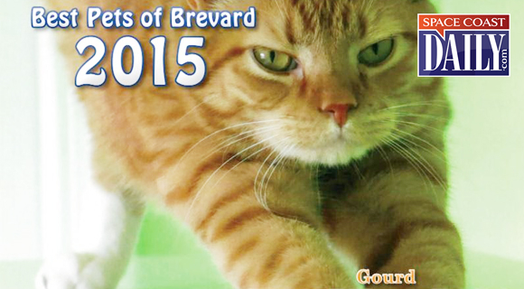 Humane Society 39 s 39 Best Pets Of Brevard 39 Calendar On Sale Space Coast 