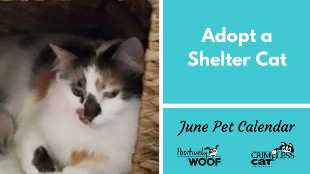 June Pet Calendar Adopt A Cat Month Cat Myths Busted Positively Woof