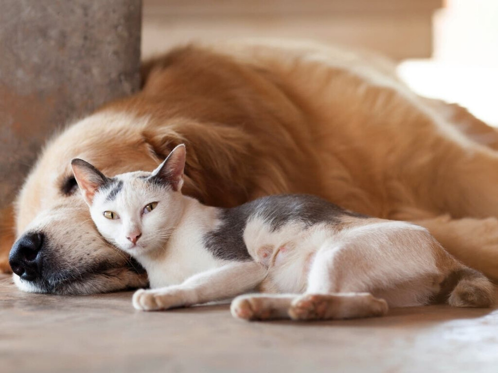 Low Cost Pet Vaccination And Microchip Clinics In Lake County 