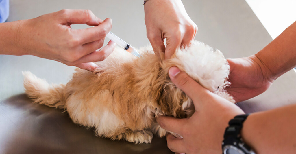 Low cost Pet Vaccination Clinic Dec 12 Dallas City News