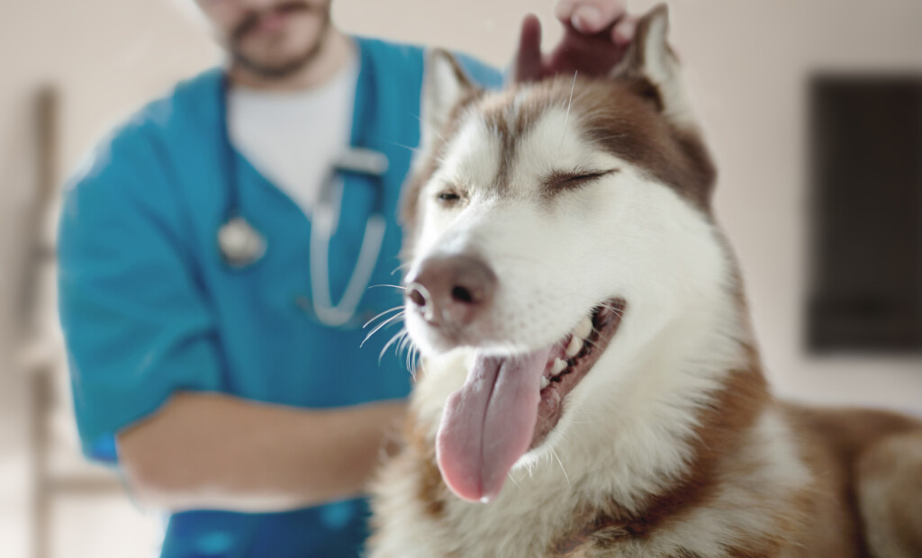 Low Cost Pet Vaccinations JULY 2021 Marshall Grain