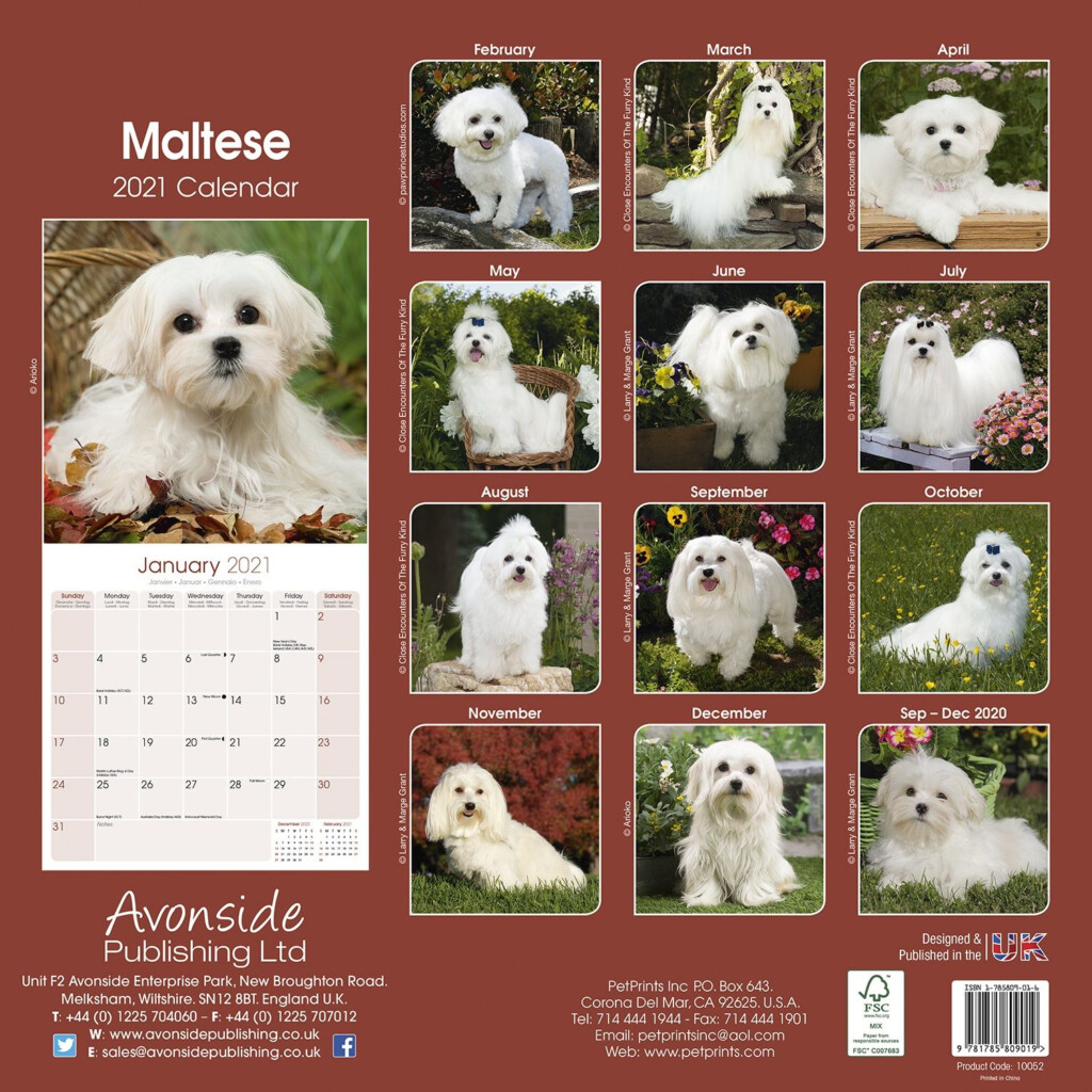Maltese Calendar Dog Breed Calendars Pet Prints Inc