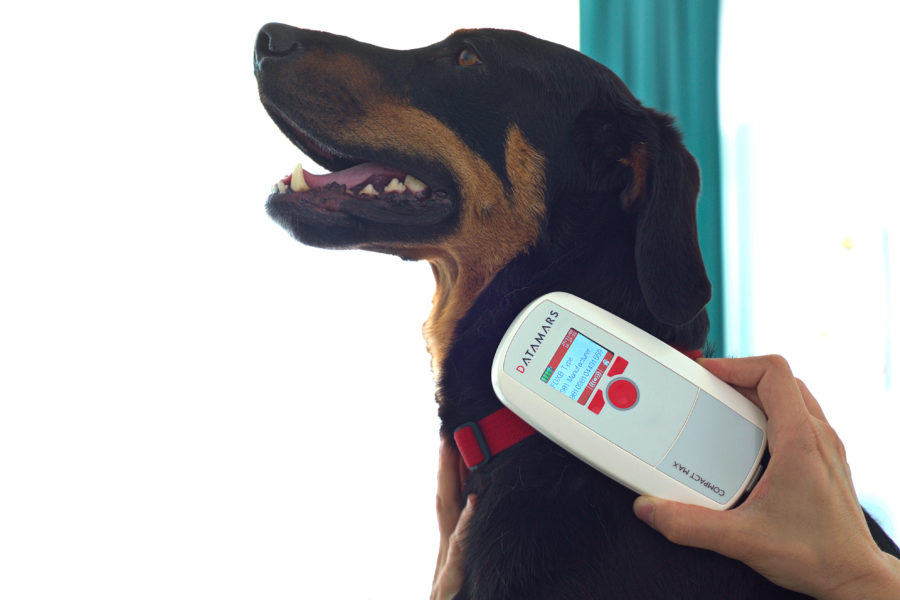 National Check The Chip Day August 15th Blog PetLink